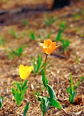 포토 JPG 주간 식물 사계절 계절 꽃 봄꽃 자연 근접촬영 사람없음 야외 아웃포커스 초록색 노란색 주황색 봄 튤립 두송이 국내포토 자연요소 뷰포인트 컬러 2 촬영기법 생태계 파일형식