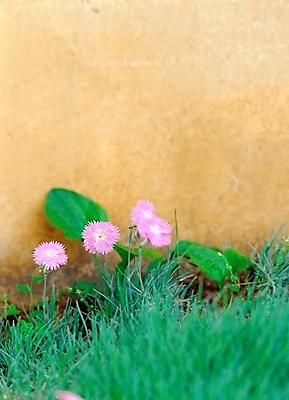 포토 JPG 주간 식물 사계절 계절 꽃 벽 여름꽃 자연 근접촬영 사람없음 야외 아웃포커스 초록색 보라색 봄 패랭이꽃 국내포토 자연요소 뷰포인트 컬러 촬영기법 생태계 파일형식 여름_계절