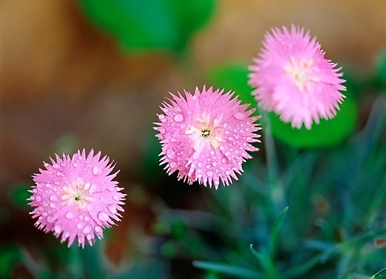 포토 JPG 주간 식물 사계절 계절 꽃 여름꽃 자연 근접촬영 사람없음 야외 아웃포커스 초록색 보라색 봄 세송이 패랭이꽃 국내포토 자연요소 뷰포인트 컬러 촬영기법 3 생태계 파일형식 여름_계절