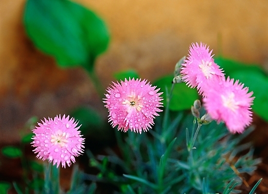 포토 JPG 주간 식물 사계절 계절 꽃 여러송이 여름꽃 자연 근접촬영 사람없음 야외 아웃포커스 초록색 보라색 봄 패랭이꽃 국내포토 자연요소 뷰포인트 컬러 다수 촬영기법 생태계 파일형식 여름_계절