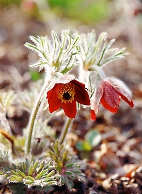 포토 JPG 주간 식물 사계절 계절 꽃 봄꽃 자연 근접촬영 사람없음 야외 아웃포커스 봄 두송이 할미꽃 국내포토 자연요소 뷰포인트 2 촬영기법 생태계 파일형식