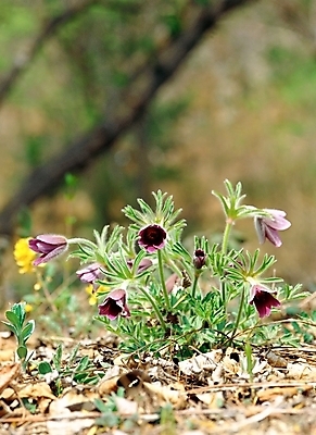 포토 JPG 주간 식물 사계절 계절 꽃 여러송이 봄꽃 자연 근접촬영 사람없음 야외 아웃포커스 초록색 보라색 봄 할미꽃 국내포토 자연요소 뷰포인트 컬러 다수 촬영기법 생태계 파일형식