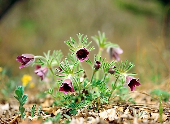 포토 JPG 주간 식물 사계절 계절 꽃 여러송이 봄꽃 자연 근접촬영 사람없음 야외 아웃포커스 초록색 보라색 봄 할미꽃 국내포토 자연요소 뷰포인트 컬러 다수 촬영기법 생태계 파일형식