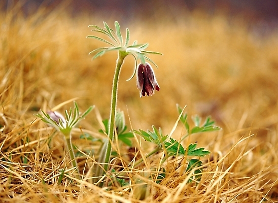 포토 JPG 주간 식물 사계절 계절 꽃 한송이 봄꽃 자연 근접촬영 사람없음 야외 아웃포커스 봄 할미꽃 국내포토 자연요소 1 뷰포인트 촬영기법 생태계 송이 파일형식
