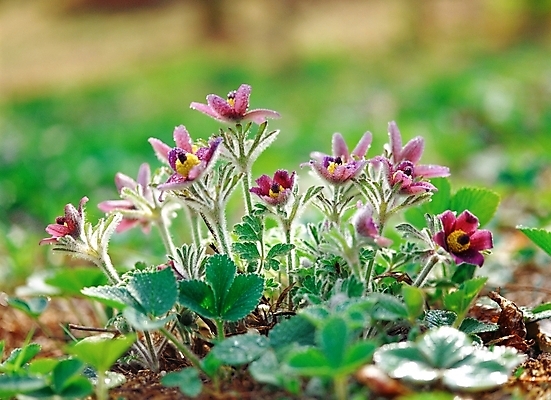 포토 JPG 주간 식물 사계절 계절 꽃 여러송이 봄꽃 자연 근접촬영 사람없음 야외 아웃포커스 초록색 보라색 봄 할미꽃 국내포토 자연요소 뷰포인트 컬러 다수 촬영기법 생태계 파일형식