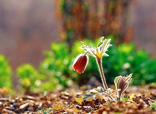 포토 JPG 주간 식물 사계절 계절 꽃 한송이 봄꽃 자연 근접촬영 사람없음 야외 아웃포커스 초록색 보라색 봄 할미꽃 국내포토 자연요소 1 뷰포인트 컬러 촬영기법 생태계 송이 파일형식