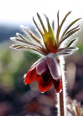포토 JPG 주간 식물 사계절 계절 꽃 한송이 봄꽃 자연 근접촬영 사람없음 야외 아웃포커스 봄 할미꽃 국내포토 자연요소 1 뷰포인트 촬영기법 생태계 송이 파일형식