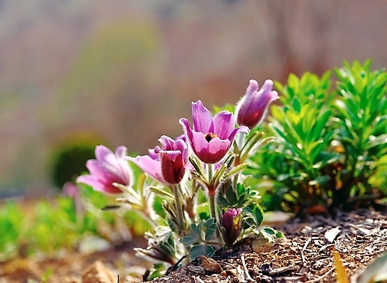 포토 JPG 주간 식물 사계절 계절 꽃 여러송이 봄꽃 자연 근접촬영 사람없음 야외 아웃포커스 초록색 보라색 봄 할미꽃 국내포토 자연요소 뷰포인트 컬러 다수 촬영기법 생태계 파일형식