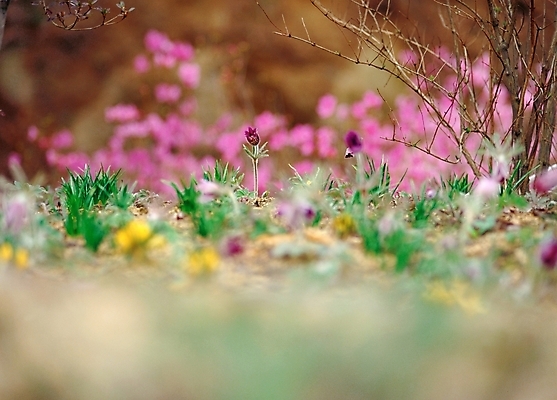 포토 JPG 주간 식물 사계절 계절 꽃 여러송이 봄꽃 자연 근접촬영 사람없음 야외 아웃포커스 초록색 보라색 봄 할미꽃 국내포토 자연요소 뷰포인트 컬러 다수 촬영기법 생태계 파일형식