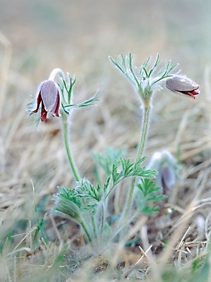 포토 JPG 주간 식물 사계절 계절 꽃 봄꽃 자연 근접촬영 사람없음 야외 아웃포커스 봄 두송이 할미꽃 국내포토 자연요소 뷰포인트 2 촬영기법 생태계 파일형식