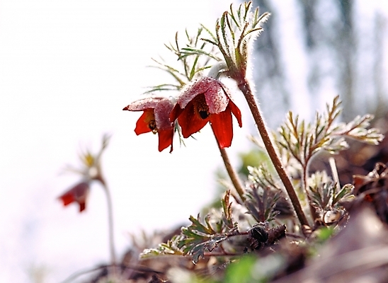 포토 JPG 주간 식물 사계절 계절 꽃 봄꽃 자연 근접촬영 사람없음 야외 아웃포커스 봄 세송이 할미꽃 국내포토 자연요소 뷰포인트 촬영기법 3 생태계 파일형식