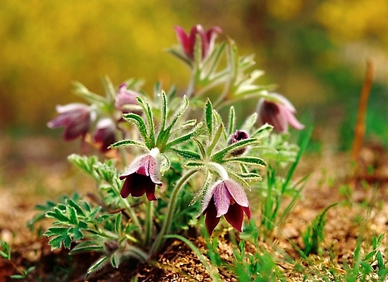 포토 JPG 주간 식물 사계절 계절 꽃 여러송이 봄꽃 자연 근접촬영 사람없음 야외 아웃포커스 봄 할미꽃 국내포토 자연요소 뷰포인트 다수 촬영기법 생태계 파일형식