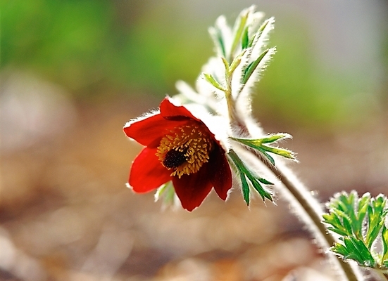 포토 JPG 주간 식물 사계절 계절 꽃 한송이 봄꽃 자연 근접촬영 사람없음 야외 아웃포커스 빨간색 초록색 봄 할미꽃 국내포토 자연요소 1 뷰포인트 컬러 촬영기법 생태계 송이 파일형식