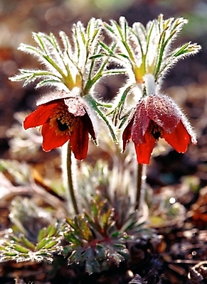 포토 JPG 주간 식물 사계절 계절 꽃 봄꽃 자연 근접촬영 사람없음 야외 아웃포커스 봄 두송이 할미꽃 국내포토 자연요소 뷰포인트 2 촬영기법 생태계 파일형식