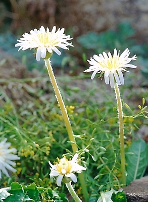 포토 JPG 주간 식물 사계절 계절 꽃 여러송이 봄꽃 자연 근접촬영 사람없음 야외 아웃포커스 초록색 봄 흰색 민들레 국내포토 자연요소 뷰포인트 컬러 다수 촬영기법 생태계 파일형식