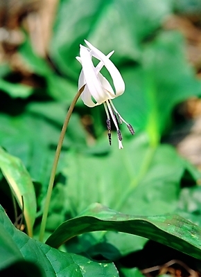 포토 JPG 주간 식물 사계절 계절 꽃 한송이 여름꽃 자연 근접촬영 사람없음 야외 아웃포커스 봄 얼레지 흰얼레지 국내포토 자연요소 1 뷰포인트 촬영기법 생태계 송이 파일형식 여름_계절