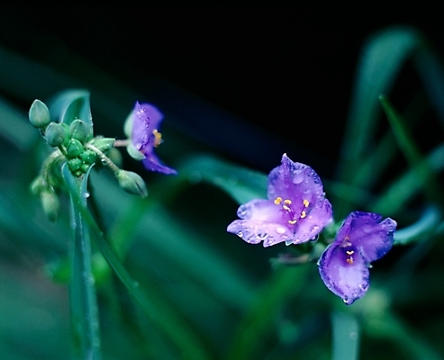 포토 JPG 주간 식물 사계절 계절 꽃 여름꽃 자연 근접촬영 사람없음 야외 아웃포커스 초록색 보라색 봄 들꽃 세송이 달개비 닭의장풀 국내포토 자연요소 뷰포인트 컬러 촬영기법 3 생태계 파일형식 여름_계절
