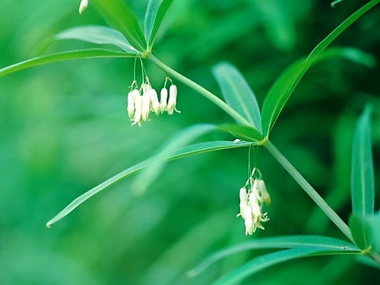 포토 JPG 주간 식물 사계절 계절 꽃 여러송이 여름꽃 자연 근접촬영 사람없음 야외 아웃포커스 초록색 봄 들꽃 둥글레 국내포토 자연요소 뷰포인트 컬러 다수 촬영기법 생태계 파일형식 여름_계절