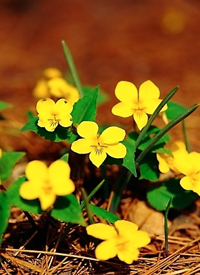 포토 JPG 주간 식물 사계절 계절 꽃 여러송이 봄꽃 자연 사람없음 야외 초록색 노란색 봄 들꽃 제비꽃 노랑제비꽃 국내포토 자연요소 컬러 다수 생태계 파일형식