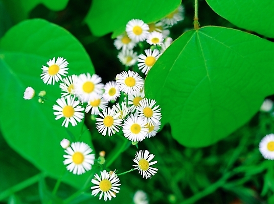 포토 JPG 주간 식물 사계절 계절 꽃 여러송이 여름꽃 자연 사람없음 야외 초록색 하이앵글 봄 들꽃 흰색 개망초 국내포토 자연요소 뷰포인트 컬러 다수 생태계 파일형식 여름_계절