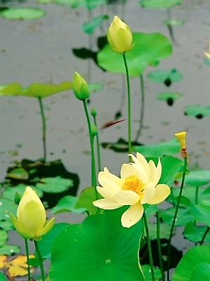 포토 JPG 주간 식물 사계절 계절 꽃 호수 여러송이 여름꽃 자연 연꽃 사람없음 야외 초록색 노란색 봄 연못 연잎 국내포토 자연요소 컬러 다수 잎 생태계 파일형식 여름_계절