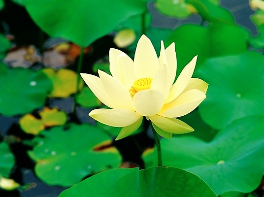 포토 JPG 주간 식물 사계절 계절 꽃 호수 한송이 여름꽃 자연 연꽃 사람없음 야외 초록색 노란색 봄 연못 연잎 국내포토 자연요소 1 컬러 잎 생태계 송이 파일형식 여름_계절