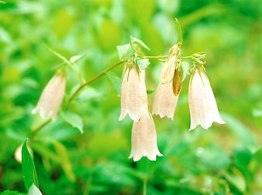 포토 JPG 주간 식물 사계절 계절 꽃 여러송이 여름꽃 자연 근접촬영 사람없음 야외 아웃포커스 초록색 봄 들꽃 초롱꽃 국내포토 자연요소 뷰포인트 컬러 다수 촬영기법 생태계 파일형식 여름_계절