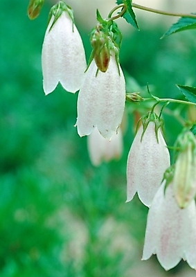 포토 JPG 주간 식물 사계절 계절 꽃 여러송이 여름꽃 자연 근접촬영 사람없음 야외 아웃포커스 초록색 봄 들꽃 초롱꽃 국내포토 자연요소 뷰포인트 컬러 다수 촬영기법 생태계 파일형식 여름_계절