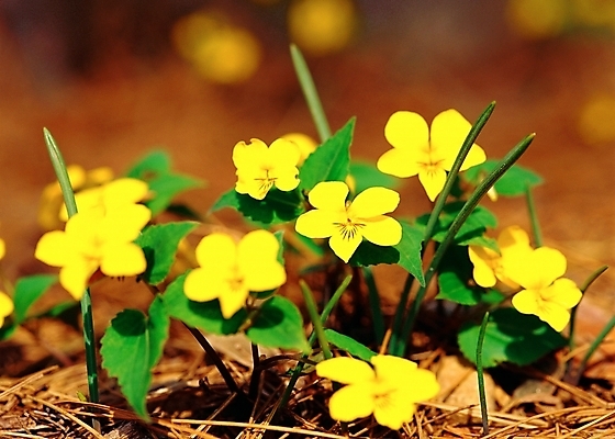 포토 JPG 주간 식물 사계절 계절 꽃 여러송이 봄꽃 자연 근접촬영 사람없음 야외 아웃포커스 초록색 노란색 봄 들꽃 제비꽃 노랑제비꽃 국내포토 자연요소 뷰포인트 컬러 다수 촬영기법 생태계 파일형식
