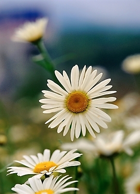 포토 JPG 주간 식물 사계절 계절 꽃 여러송이 자연 가을꽃 근접촬영 사람없음 야외 아웃포커스 봄 들꽃 흰색 구절초 국내포토 자연요소 뷰포인트 컬러 다수 촬영기법 생태계 파일형식 가을_계절