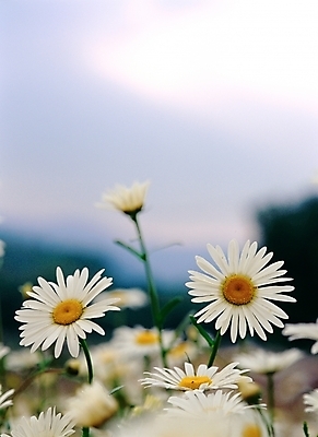 포토 JPG 주간 식물 사계절 계절 꽃 여러송이 자연 가을꽃 근접촬영 사람없음 야외 아웃포커스 노란색 봄 들꽃 흰색 구절초 국내포토 자연요소 뷰포인트 컬러 다수 촬영기법 생태계 파일형식 가을_계절