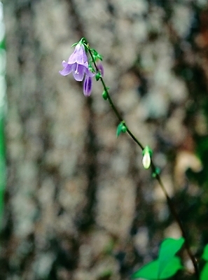 포토 JPG 주간 식물 사계절 계절 꽃 한송이 여름꽃 자연 근접촬영 사람없음 야외 아웃포커스 초록색 보라색 봄 들꽃 초롱꽃 국내포토 자연요소 1 뷰포인트 컬러 촬영기법 생태계 송이 파일형식 여름_계절