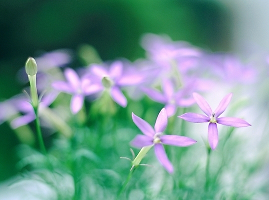 포토 JPG 주간 식물 사계절 계절 꽃 여러송이 자연 근접촬영 사람없음 야외 아웃포커스 보라색 봄 들꽃 국내포토 자연요소 뷰포인트 컬러 다수 촬영기법 생태계 파일형식