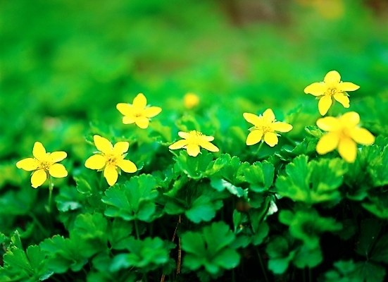 포토 JPG 주간 식물 사계절 계절 꽃 여러송이 자연 근접촬영 사람없음 야외 아웃포커스 초록색 노란색 봄 들꽃 국내포토 자연요소 뷰포인트 컬러 다수 촬영기법 생태계 파일형식