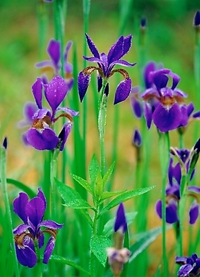 포토 JPG 주간 식물 사계절 계절 꽃 여러송이 봄꽃 자연 근접촬영 사람없음 야외 아웃포커스 초록색 보라색 봄 들꽃 아이리스 붓꽃 국내포토 자연요소 뷰포인트 컬러 다수 촬영기법 생태계 파일형식