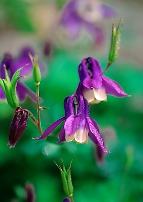 포토 JPG 주간 식물 사계절 계절 꽃 여러송이 봄꽃 자연 근접촬영 사람없음 야외 아웃포커스 초록색 보라색 봄 들꽃 매발톱꽃 국내포토 자연요소 뷰포인트 컬러 다수 촬영기법 생태계 파일형식