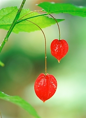 포토 JPG 주간 식물 열매 꽃 여름꽃 자연 근접촬영 사람없음 야외 아웃포커스 빨간색 초록색 물방울 꽈리 국내포토 자연요소 뷰포인트 컬러 촬영기법 생태계 파일형식 여름_계절