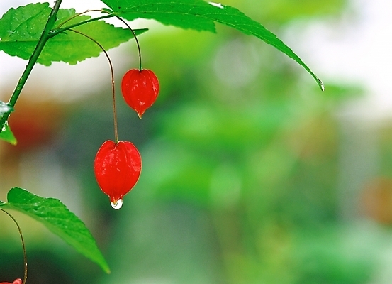 포토 JPG 주간 식물 열매 꽃 여름꽃 자연 근접촬영 사람없음 야외 아웃포커스 빨간색 초록색 물방울 이슬 꽈리 국내포토 자연요소 뷰포인트 컬러 촬영기법 생태계 파일형식 여름_계절