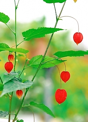 포토 JPG 주간 식물 사계절 계절 열매 꽃 여름꽃 자연 근접촬영 사람없음 야외 아웃포커스 빨간색 초록색 봄 꽈리 국내포토 자연요소 뷰포인트 컬러 촬영기법 생태계 파일형식 여름_계절