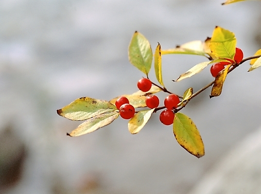 포토 JPG 주간 나무 식물 열매 꽃 잎 자연 나뭇잎 근접촬영 사람없음 야외 아웃포커스 빨간색 들꽃 앵두 국내포토 자연요소 뷰포인트 컬러 촬영기법 생태계 파일형식
