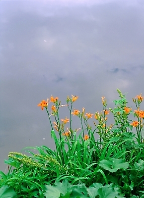 포토 JPG 주간 식물 사계절 계절 꽃 여름꽃 자연 산 풍경 사람없음 야외 초록색 주황색 봄 들꽃 안개 백합 국내포토 자연요소 컬러 날씨 생태계 파일형식 여름_계절