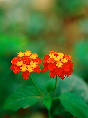 포토 JPG 주간 식물 사계절 계절 꽃 여러송이 자연 근접촬영 사람없음 야외 아웃포커스 빨간색 초록색 주황색 봄 들꽃 진홍색 국내포토 자연요소 뷰포인트 컬러 다수 촬영기법 생태계 파일형식