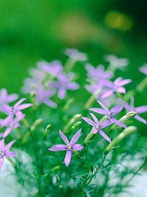 포토 JPG 주간 식물 사계절 계절 꽃 여러송이 자연 근접촬영 사람없음 야외 아웃포커스 보라색 봄 들꽃 국내포토 자연요소 뷰포인트 컬러 다수 촬영기법 생태계 파일형식