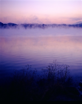 포토 JPG 주간 식물 호수 자연 풍경 사람없음 야외 안개 충주호 국내포토 자연요소 날씨 생태계 충주 파일형식