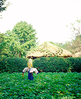 포토 JPG 주간 사계절 계절 고건축 밭 자연 한국 초가집 풍경 사람없음 야외 초록색 여름 농사 농촌 시골 허수아비 소만 국내포토 자연요소 건축물 아시아 컬러 농업 한옥 생태계 파일형식