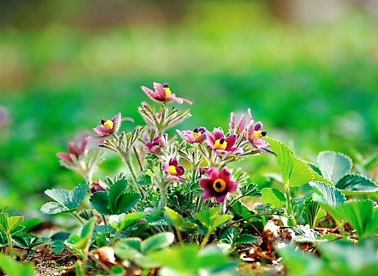 포토 JPG 주간 식물 꽃 봄꽃 자연 근접촬영 사람없음 야외 아웃포커스 초록색 보라색 들꽃 할미꽃 국내포토 자연요소 뷰포인트 컬러 촬영기법 봄 생태계 파일형식