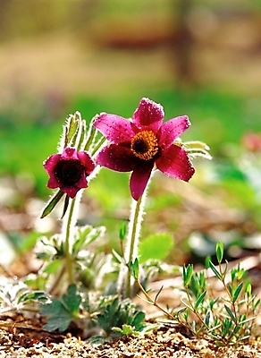 포토 JPG 주간 식물 꽃 봄꽃 자연 근접촬영 사람없음 야외 아웃포커스 초록색 보라색 들꽃 할미꽃 국내포토 자연요소 뷰포인트 컬러 촬영기법 봄 생태계 파일형식