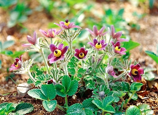 포토 JPG 주간 식물 꽃 봄꽃 자연 근접촬영 사람없음 야외 아웃포커스 초록색 보라색 들꽃 할미꽃 국내포토 자연요소 뷰포인트 컬러 촬영기법 봄 생태계 파일형식