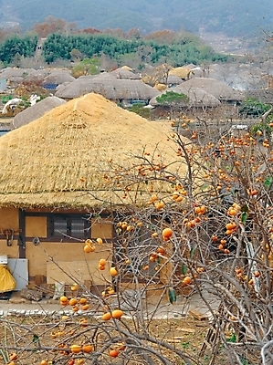 포토 JPG 주간 시설물 건축물 사계절 계절 건축 고건축 한국건축 자연 한옥 주택 초가집 풍경 사람없음 야외 마을 동양건축 가을 농촌 시골 전라도 감나무 순천 국내포토 자연요소 나무 한국전통 한국 감 건물 전라남도 생태계 파일형식 동양