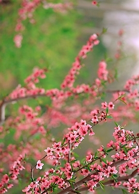 포토 JPG 주간 식물 꽃 분홍색 봄꽃 자연 근접촬영 사람없음 야외 아웃포커스 복사꽃 국내포토 자연요소 뷰포인트 컬러 촬영기법 봄 생태계 파일형식